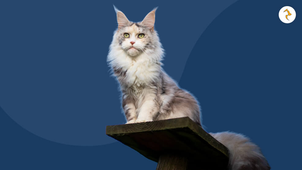 Maine Coons and Allergens