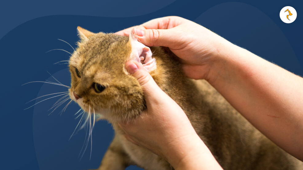 Prevention of Cat Losing Hair On Ears