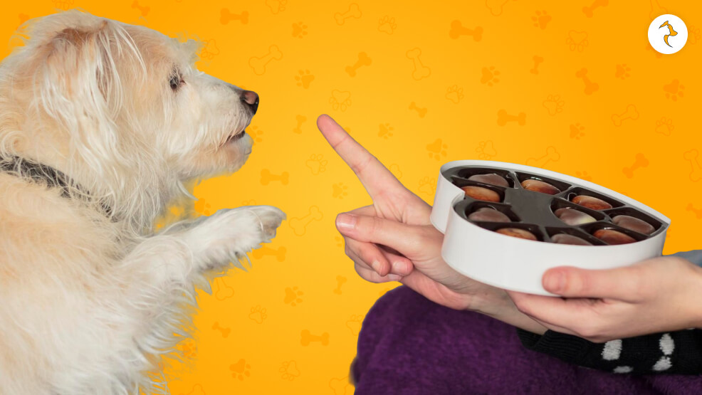 Prevention_ How to Prevent your Dog from Eating Chocolates_