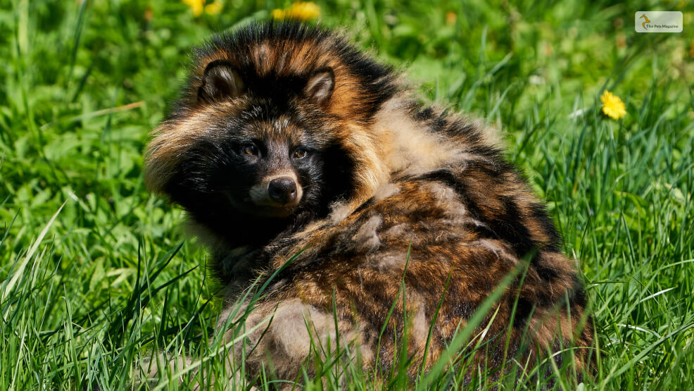 Raccoon Dog Fur Use