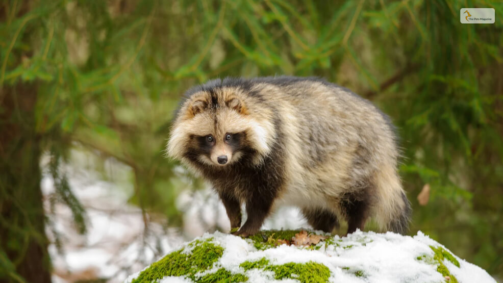 Raccoon Dogs vs Regular Dogs