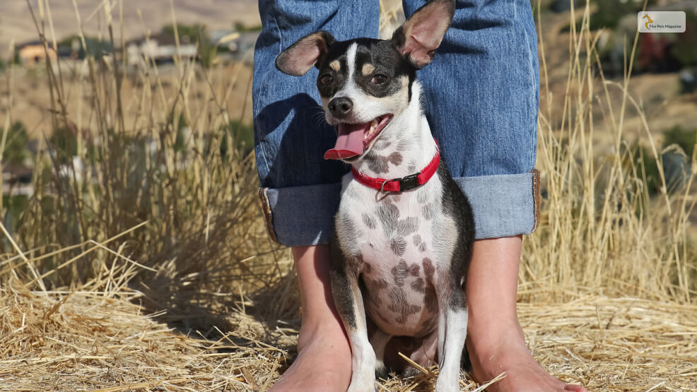 Rat Terrier Chihuahua Mix