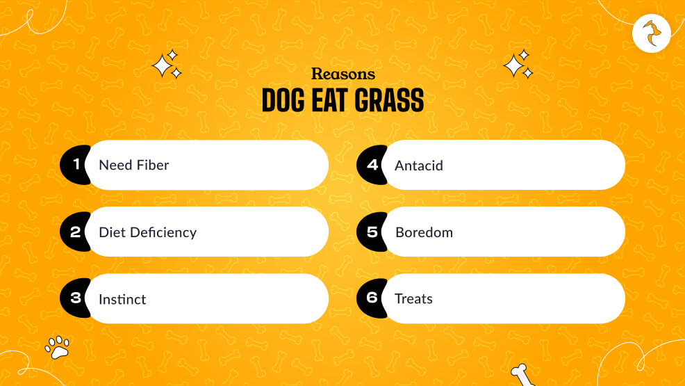 Reasons Dog Eat Grass  