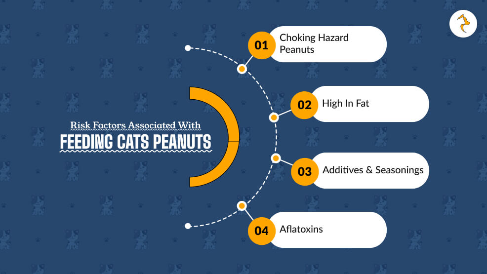 Risk Factors Associated with Feeding Cats Peanuts