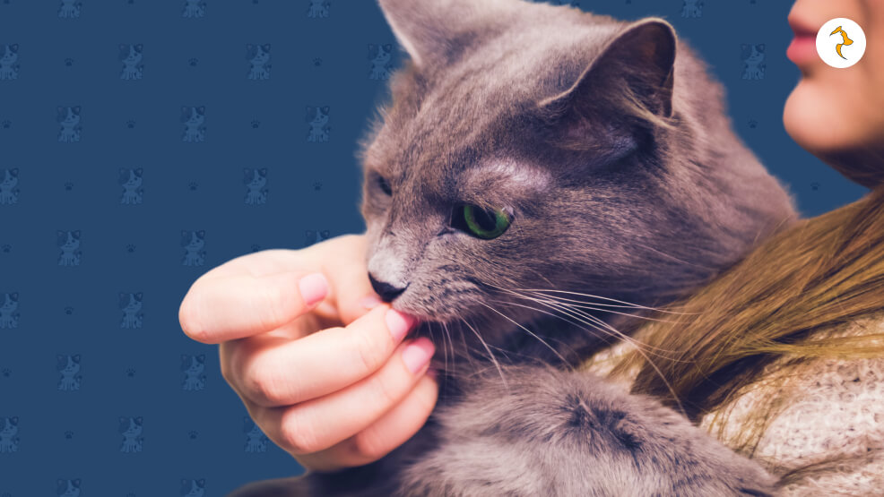 Safe Feeding of Peanuts to Cats