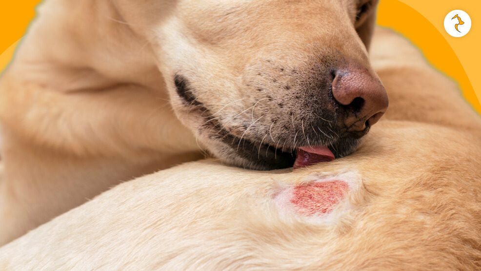 Safe Use of Neosporin on Dogs Under Certain Conditions