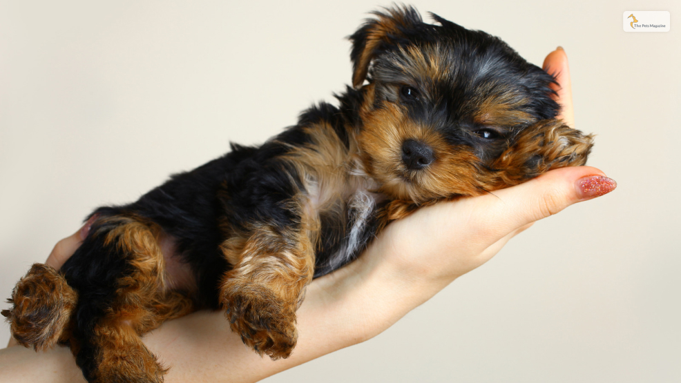 Things to Consider Before Getting Home a Teacup Yorkie