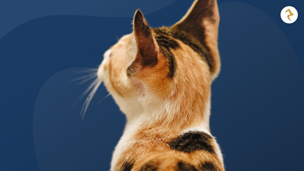 Understanding Cat Alopecia