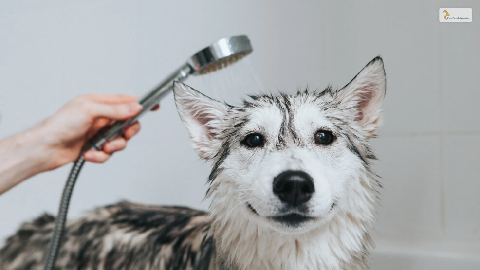 Use Your Shower To Do Steam Therapy  