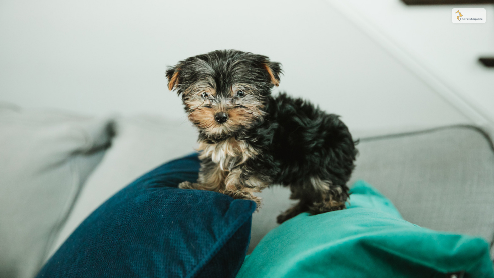 What exactly is a Teacup Yorkie