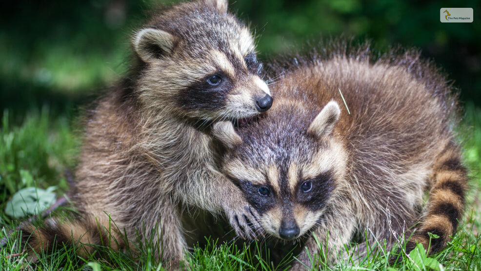 What is a Raccoon Dog