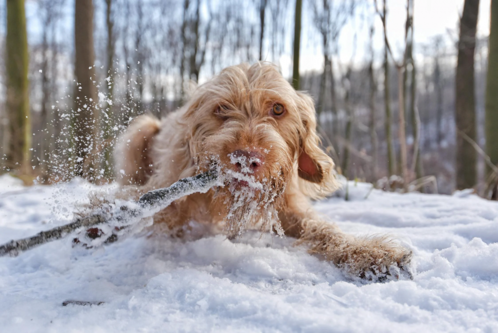 Why Dental Chews Are Important for Pets