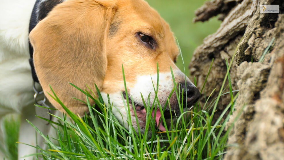 Why Do Dogs Eat Grass: Is It A Physical Need