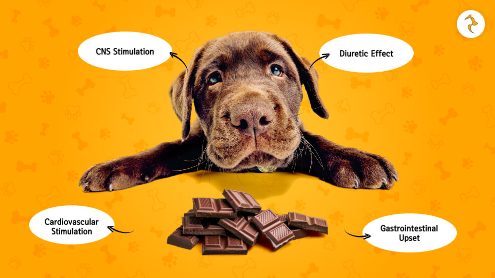 Why Is Chocolate Bad for Dogs_