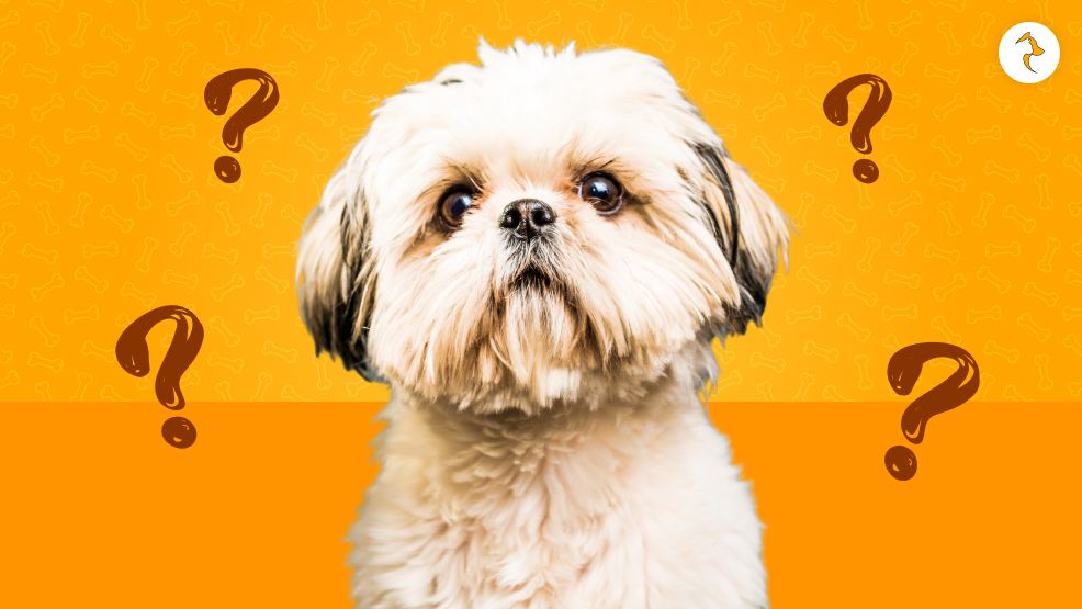 Why Shih Tzu Are The Worst Dog_ How Did This Stereotype Came Up_