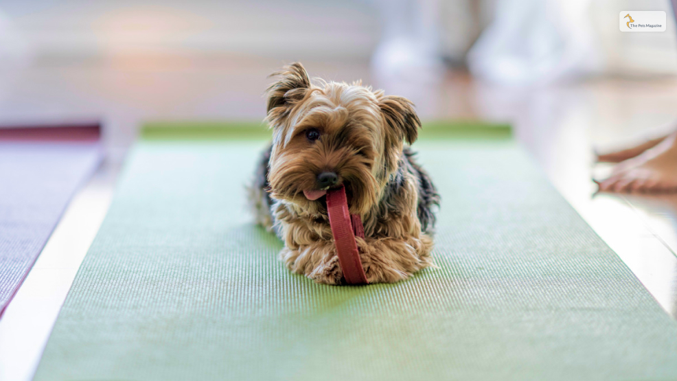 Why is it controversial to breed Teacup Yorkies