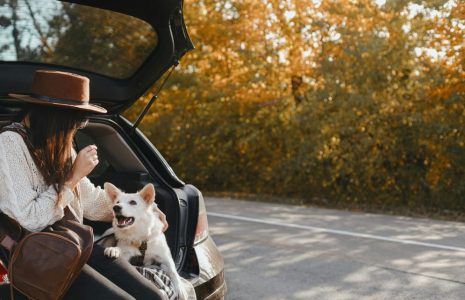 renting a car in the UAE for Pet Owners