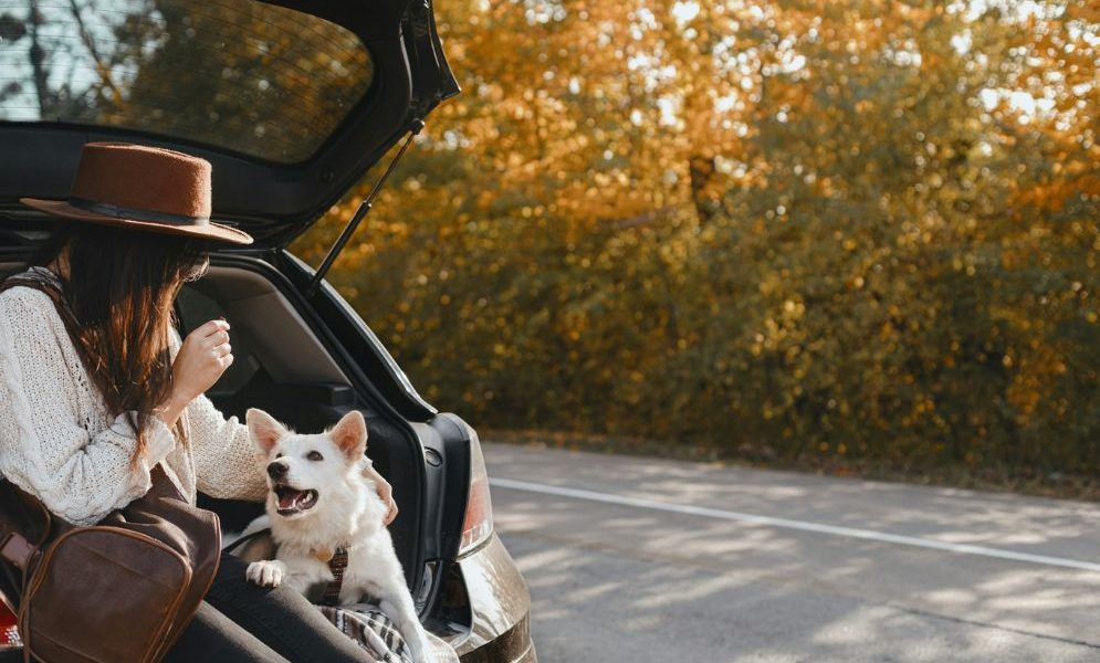 renting a car in the UAE for Pet Owners