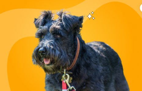 why schnauzers are the worst dogs