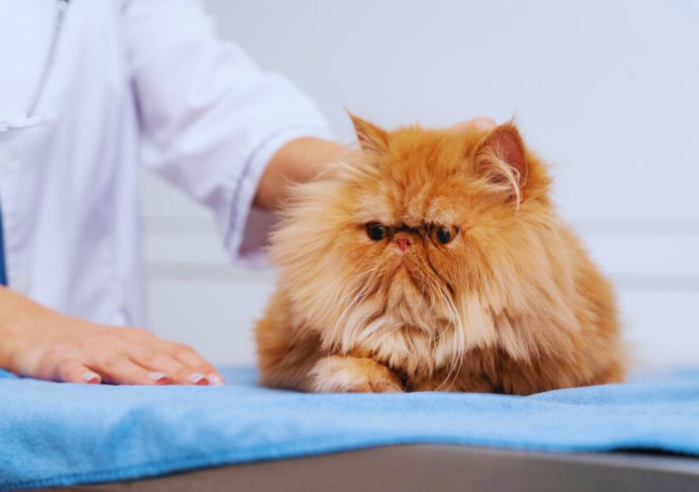 Common Health Issues In Cats And How To Address Them common-health-issues-in-cats-and-how-to-address-them