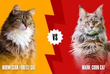 Norwegian Forest Cat vs Maine Coon