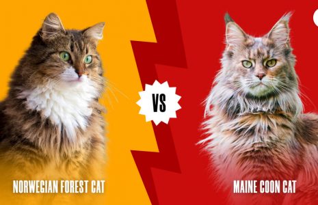 Norwegian Forest Cat vs Maine Coon