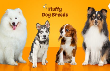 fluffy dog breeds