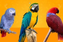 Birds That Can Talk