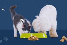 Can Cats Eat Dog Food
