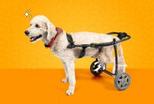 Cushing syndrome dog back legs