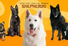 Dogs That Look Like German Shepherds