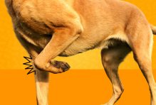 My Dog Is Limping but Shows No Sign of Pain