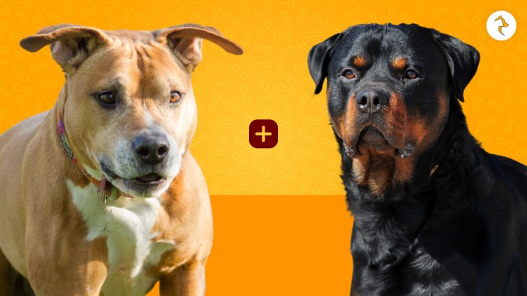 30 Pitbull Mixes That Are Adorable