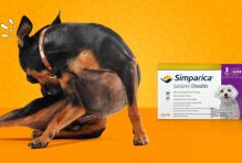 Simparica for Dogs