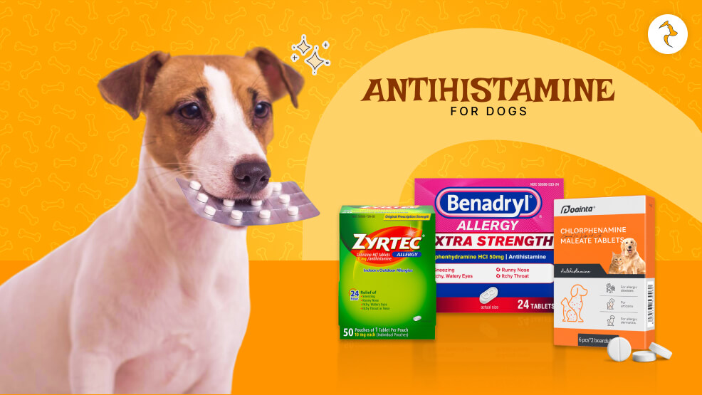 Antihistamine for Dogs