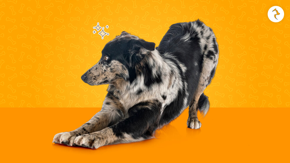 Applying Greeting Stretch to Training and Behavior