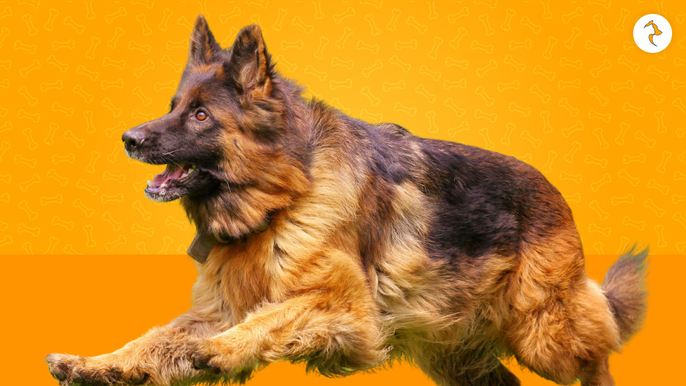 Are Long-Haired German Shepherds Known to Have Double Coat_