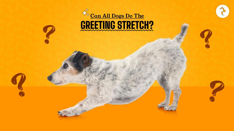 Can All Dogs Do the Greeting Stretch_