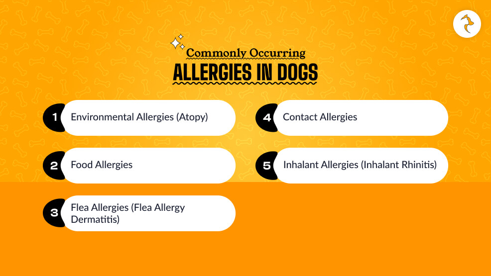 Commonly Occurring Allergies in Dogs