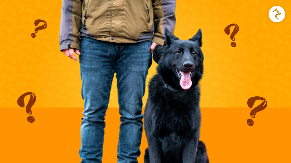 Costs of Owning a Black German Shepherd