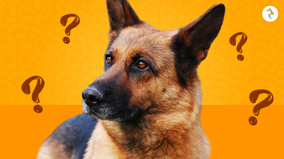 Do All German Shepherds Possess Double Coats_