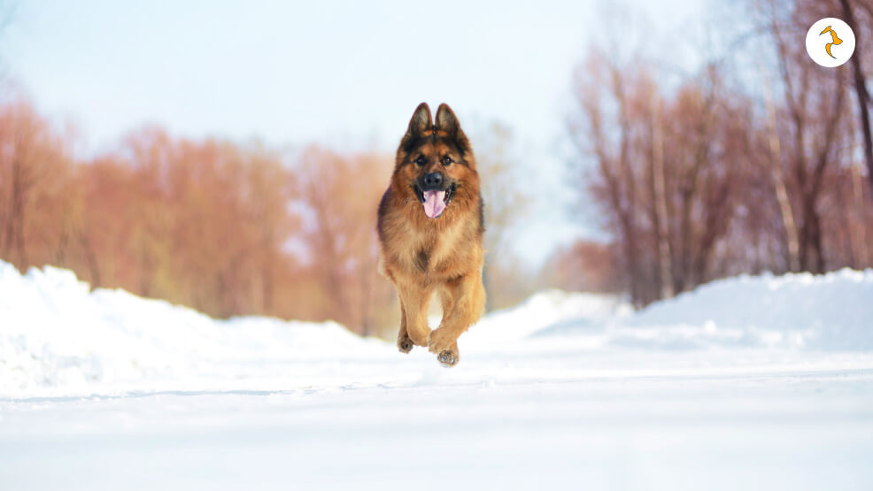 Do German Shepherds like the Cold- Can They Walk During the Winter_