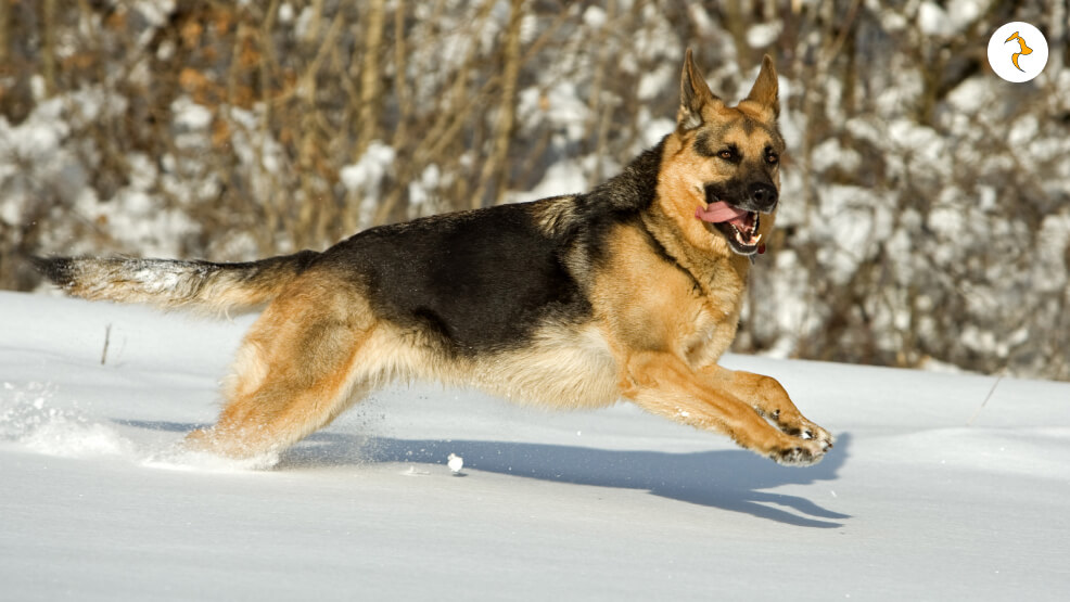 Do German Shepherds like the Cold - Is it Too Cold for them