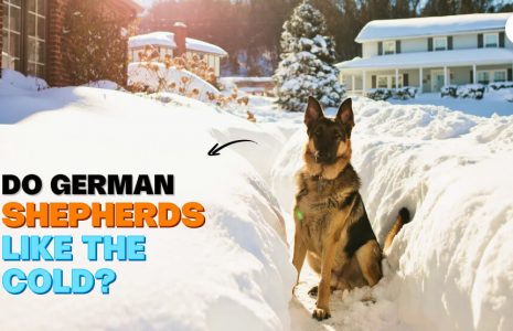Do German Shepherds like the cold