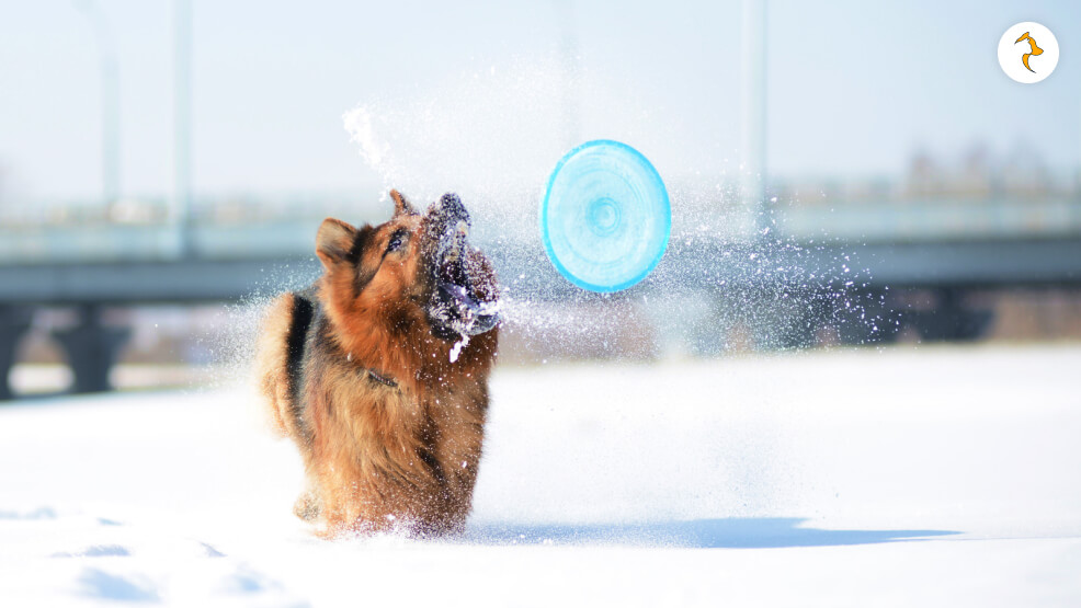 Do German Shepherds like the cold - Games to Play in the Snow