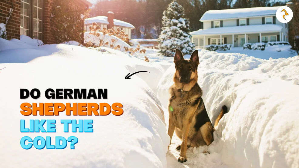 Do German Shepherds like the cold