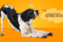 Dogs greeting Stretch