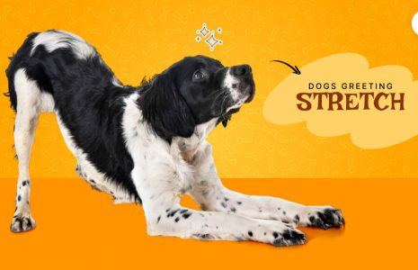 Dogs greeting Stretch