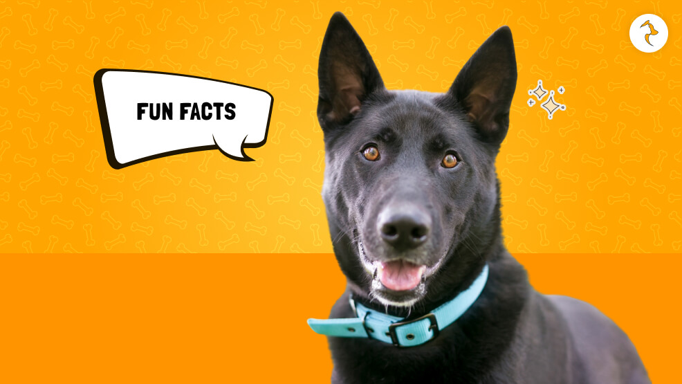 Fun and Lesser-Known Facts about the black german shepherd