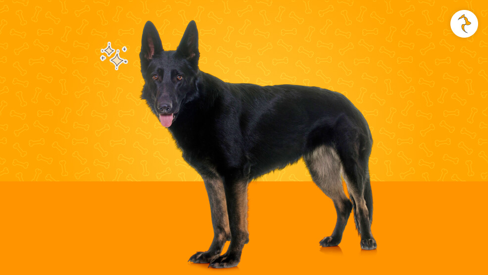 Genetics Behind the Black Coat